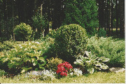 В центре композиции самшит вечнозеленный. 2008 г.
 Фото Георгия Неделько